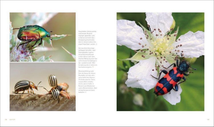 Produktbild: Unsere einzigartige Insektenwelt