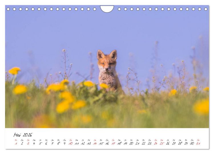 Produktbild: Fuchs entdeckt - im Naturparadies der Mecklenburgischen Seenplatte (Wandkalender 2026 DIN A4 quer), CALVENDO Monatskalender