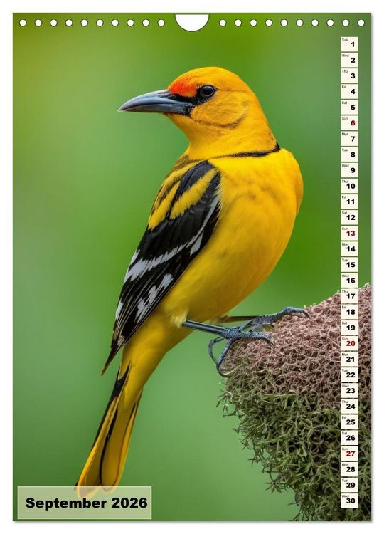 Produktbild: Colourful birds (Wall Calendar 2026 DIN A4 portrait), CALVENDO 12 Month Wall Calendar