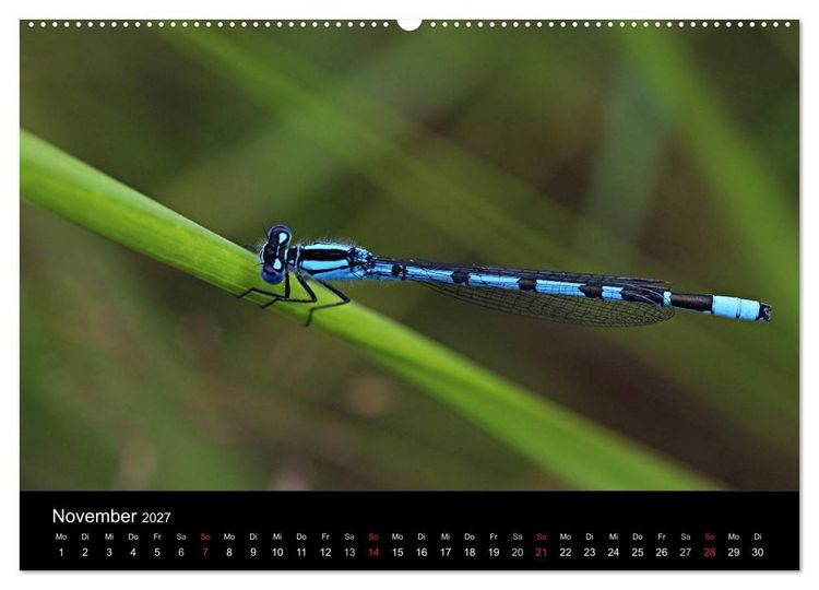 Produktbild: Makro-Kalender 2027 (Wandkalender 2027 DIN A2 quer), CALVENDO Monatskalender