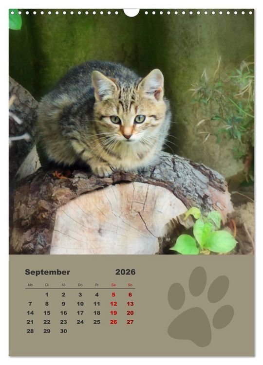 Produktbild: Wilde T&auml;tzchen, kleine wilde Katzen entdecken die Welt (Wandkalender 2026 DIN A3 hoch), CALVENDO Monatskalender