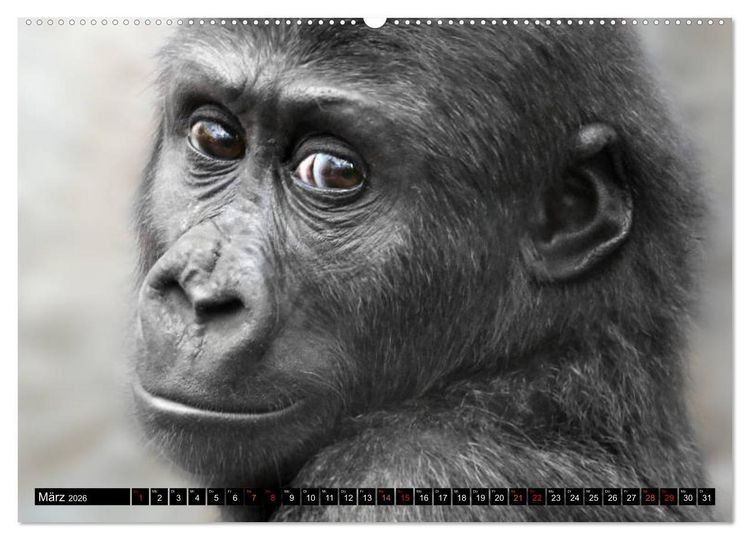 Produktbild: MENSCHEN-AFFEN-KINDER (Wandkalender 2026 DIN A2 quer), CALVENDO Monatskalender