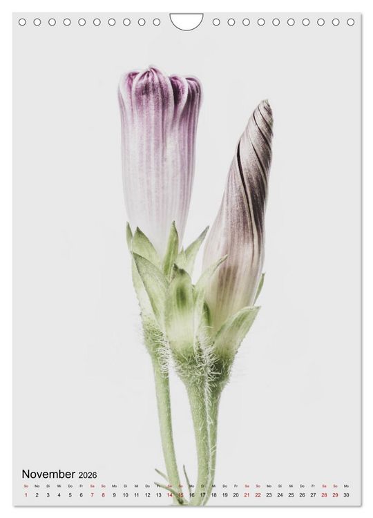 Produktbild: Pure Flowers (Wandkalender 2026 DIN A4 hoch), CALVENDO Monatskalender