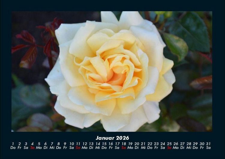 Produktbild: Blumenkalender 2026 Fotokalender DIN A4