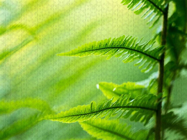 Produktbild: CALVENDO Puzzle Wurmfarn (Dryopteris filix-mas) | 1000 Teile Lege-Gr&ouml;&szlig;e 64x48cm Foto-Puzzle f&uuml;r gl&uuml;ckliche Stunden