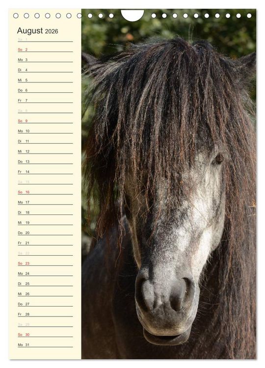 Produktbild: Islandpferde Geburtstagskalender (Wandkalender 2026 DIN A4 hoch), CALVENDO Monatskalender