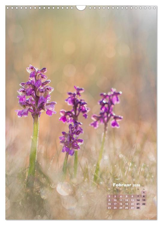 Produktbild: Orchideen in freier Wildbahn (Wandkalender 2026 DIN A3 hoch), CALVENDO Monatskalender