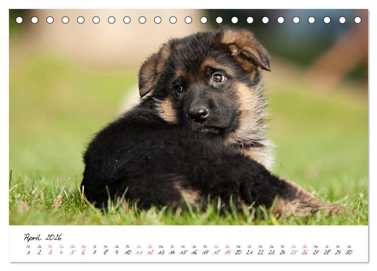 Produktbild: Deutscher Sch&auml;ferhund - Welpen / CH-Version (Tischkalender 2026 DIN A5 quer), CALVENDO Monatskalender