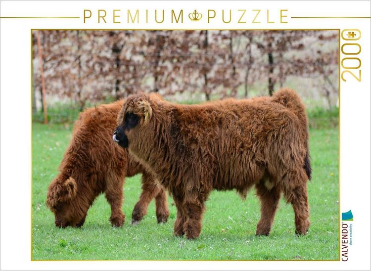 Produktbild: CALVENDO Puzzle Der Nachwuchs bei den g&auml;llischen Rindern zieht jede Wiese einem Stall vor. | 2000 Teile Lege-Gr&ouml;&szlig;e 90x67cm Foto-Puzzle f&uuml;r gl&uuml;ckliche