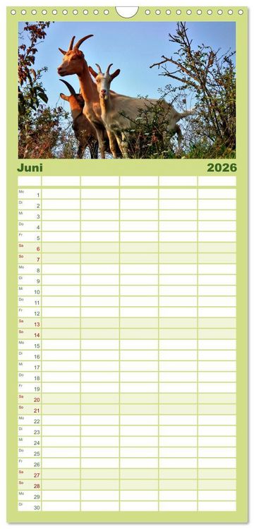 Produktbild: Familienplaner 2026 - Wer zickt denn da? Mit Ziegen durchs Jahr mit 5 Spalten (Wandkalender, 21 x 45 cm) CALVENDO