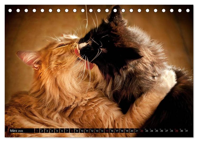 Produktbild: KATZEN Beautys (Tischkalender 2026 DIN A5 quer), CALVENDO Monatskalender