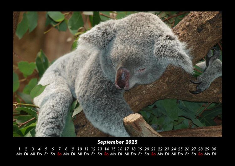 Produktbild: Koala 2025 Fotokalender DIN A3