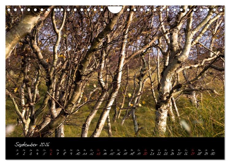 Produktbild: Wald (Wandkalender 2026 DIN A4 quer), CALVENDO Monatskalender