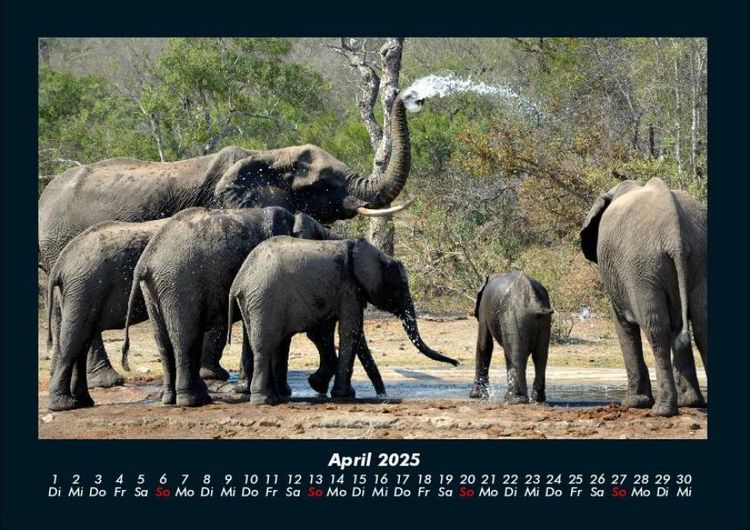 Produktbild: Elefanten 2025 Fotokalender DIN A4
