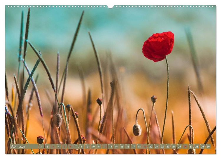 Produktbild: Mohnblumen - Fotografie mit Magie (hochwertiger Premium Wandkalender 2026 DIN A2 quer), Kunstdruck in Hochglanz