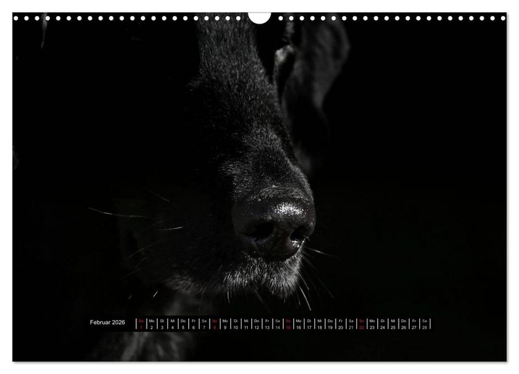 Produktbild: Flatcoated Retriever Black Edition (Wandkalender 2026 DIN A3 quer), CALVENDO Monatskalender