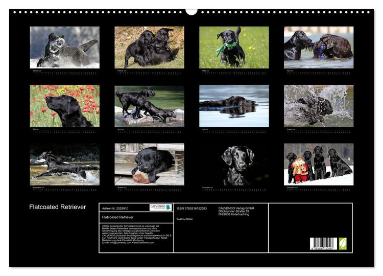 Produktbild: Flatcoated Retriever (Wandkalender 2026 DIN A2 quer), CALVENDO Monatskalender
