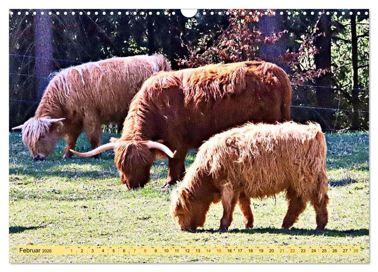 Produktbild: Highland Cattle, die Hochlandrinder aus Pfeffingen (Wandkalender 2026 DIN A3 quer), CALVENDO Monatskalender