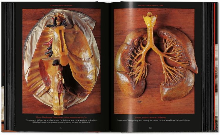 Produktbild: Anatomical Waxes. 45th Ed.