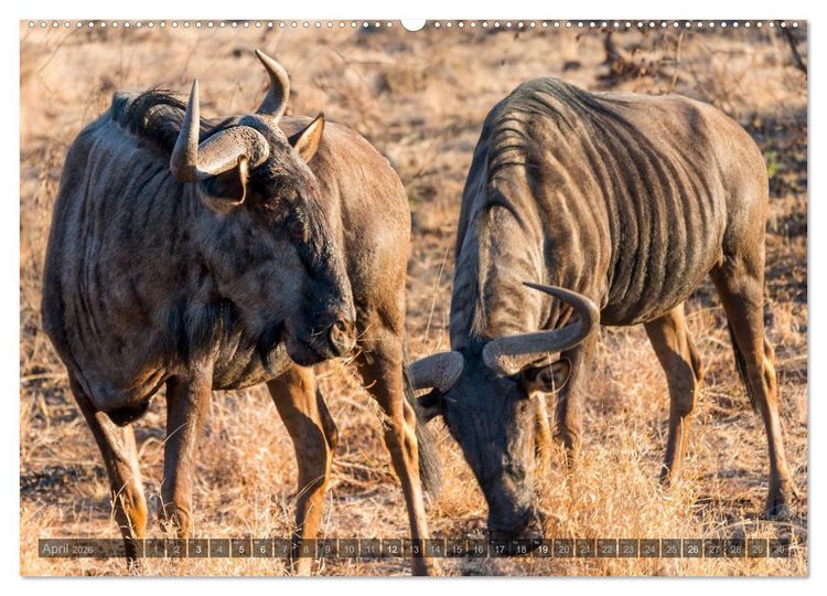 Produktbild: S&uuml;dafrika - Die Tierwelt (Wandkalender 2026 DIN A2 quer), CALVENDO Monatskalender