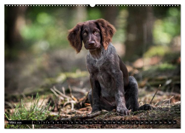 Produktbild: Faszination Jagdhund - Deutsch Langhaar (Wandkalender 2026 DIN A2 quer), CALVENDO Monatskalender