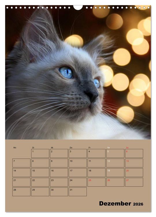 Produktbild: Ragdolls zum Verlieben (Wandkalender 2026 DIN A3 hoch), CALVENDO Monatskalender