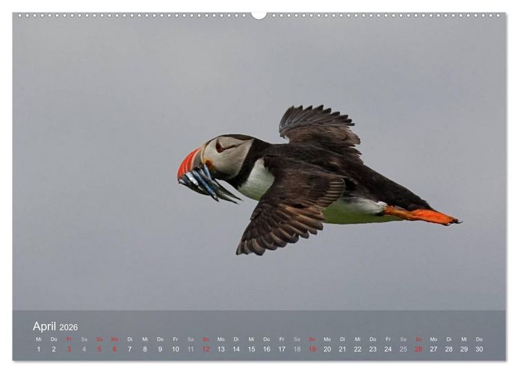 Produktbild: Nordatlantische Seev&ouml;gel (Wandkalender 2026 DIN A2 quer), CALVENDO Monatskalender