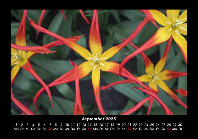 Produktbild: Blumentr&auml;ume 2025 Fotokalender DIN A3