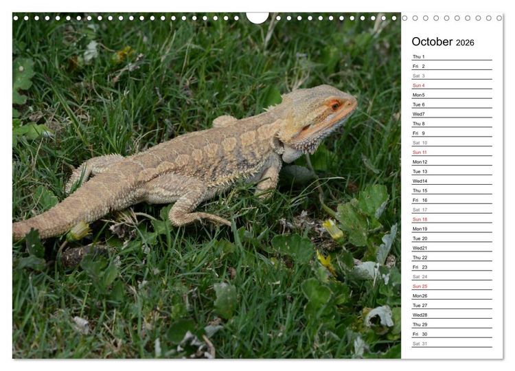 Produktbild: Close to Australian Bearded Dragons (Wall Calendar 2026 DIN A3 landscape), CALVENDO 12 Month Wall Calendar