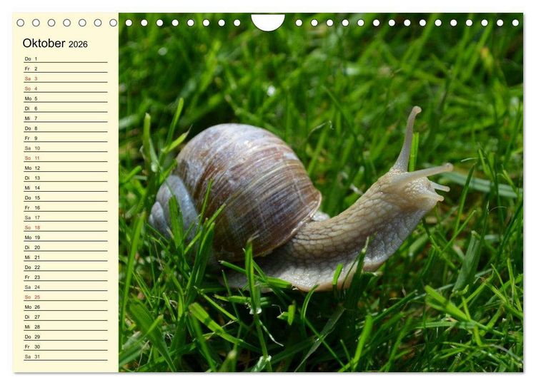 Produktbild: Schnecken. Witzige Schleimer (Wandkalender 2026 DIN A4 quer), CALVENDO Monatskalender