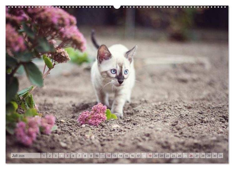 Produktbild: Wildes Wohnzimmer - Die Bengalkatze (hochwertiger Premium Wandkalender 2026 DIN A2 quer), Kunstdruck in Hochglanz