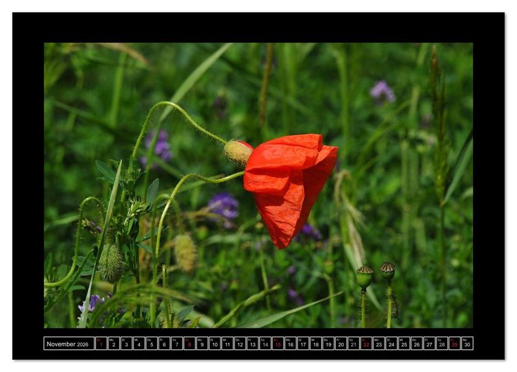 Produktbild: Roter Mohn, bunte Wiesen (Wandkalender 2026 DIN A4 quer), CALVENDO Monatskalender