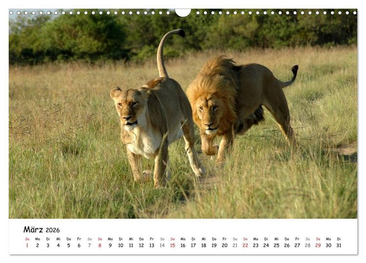 Produktbild: L&ouml;wen Impressionen (Wandkalender 2026 DIN A3 quer), CALVENDO Monatskalender