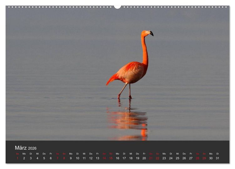 Produktbild: Pretty Flamingo (Wandkalender 2026 DIN A2 quer), CALVENDO Monatskalender