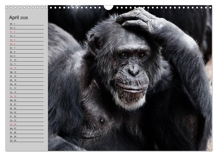 Produktbild: Schimpansen (Wandkalender 2026 DIN A3 quer), CALVENDO Monatskalender