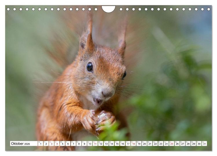 Produktbild: Eichh&ouml;rnchen im K&ouml;niglichen Garten (Wandkalender 2026 DIN A4 quer), CALVENDO Monatskalender