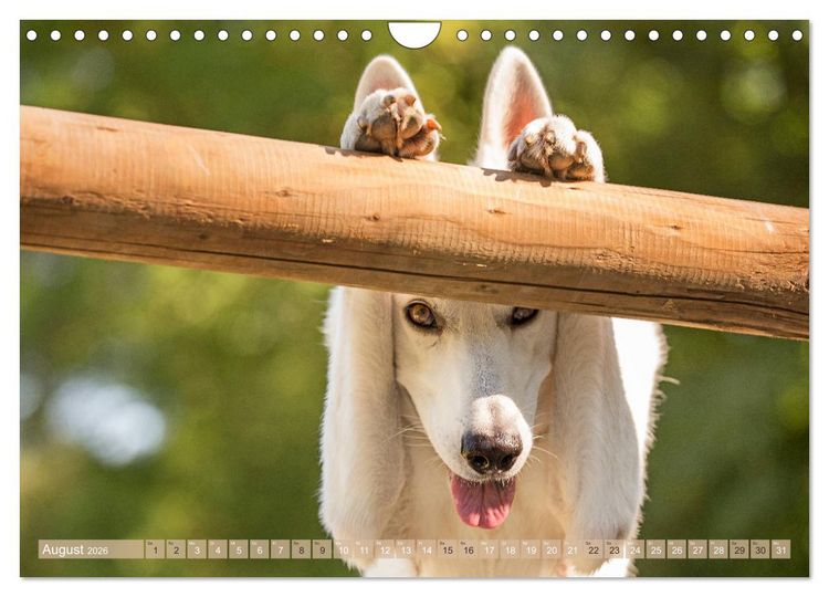 Produktbild: Sch&auml;ferhunde - Freunde auf 4 Pfoten (Wandkalender 2026 DIN A4 quer), CALVENDO Monatskalender