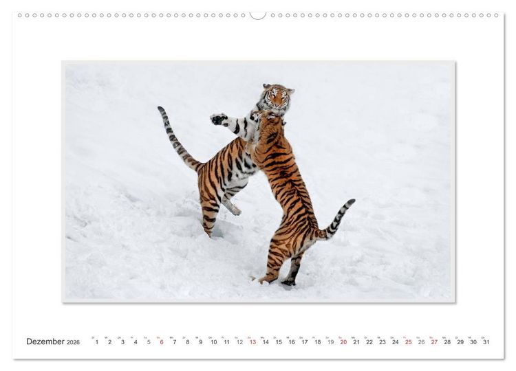 Produktbild: Emotionale Momente: Tiger - Kraft & Sch&ouml;nheit. / CH-Version (hochwertiger Premium Wandkalender 2026 DIN A2 quer), Kunstdruck in Hochglanz