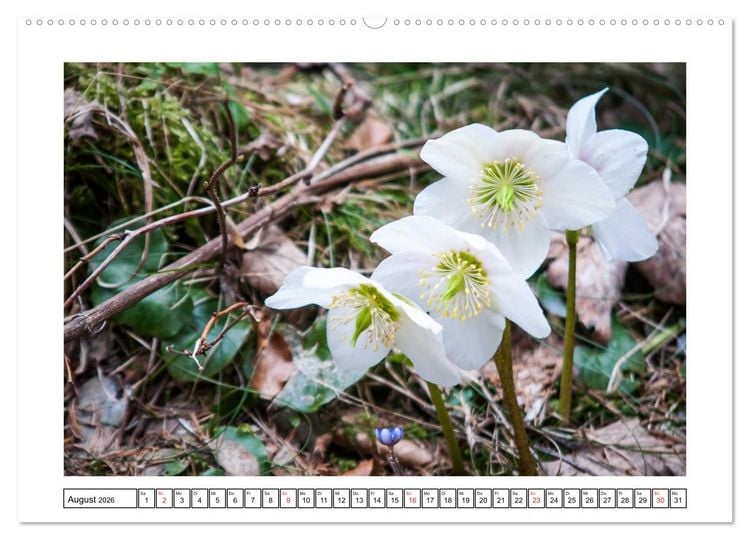 Produktbild: Alpenblumen. Bunte Welt in luftiger H&ouml;he (Wandkalender 2026 DIN A2 quer), CALVENDO Monatskalender