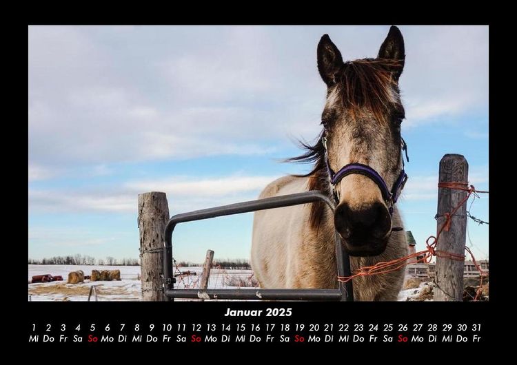 Produktbild: Die Welt der Pferde 2025 Fotokalender DIN A3