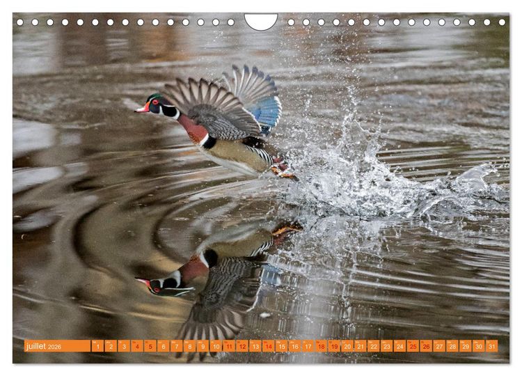 Produktbild: Magnifiques Emplum&eacute;s (Calendrier mural 2026 DIN A4 vertical), CALVENDO calendrier mensuel
