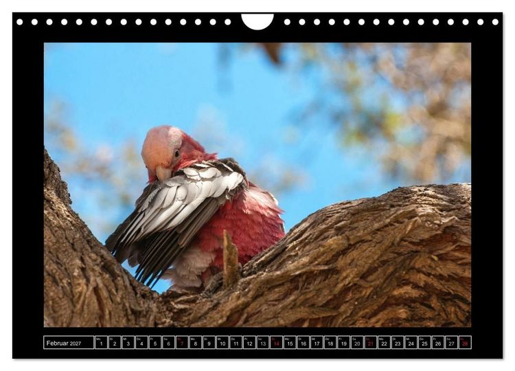 Produktbild: V&ouml;gel von "Down Under" Australien (Wandkalender 2027 DIN A4 quer), CALVENDO Monatskalender