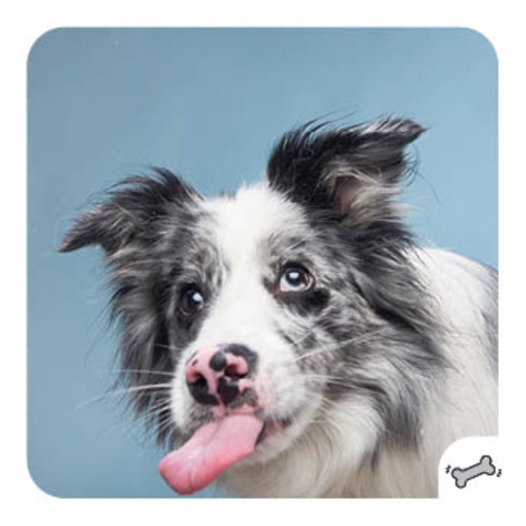 Memo-Spiel: Funny dogs!
