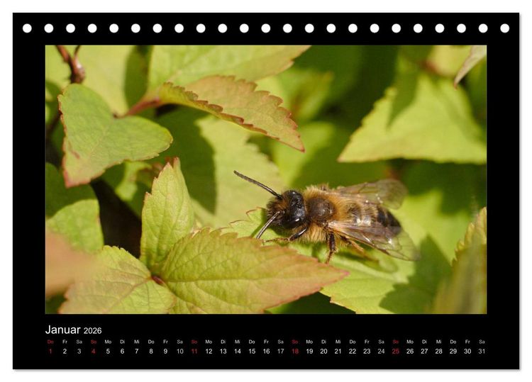 Produktbild: Die Wildbienen Deutschlands (Tischkalender 2026 DIN A5 quer), CALVENDO Monatskalender
