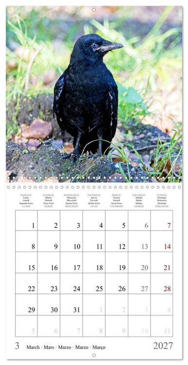 Produktbild: Crow Babies - Black, cute & always hungry (Wall Calendar 2027 12 &times; 12 Inch) CALVENDO 12 Month Wall Calendar
