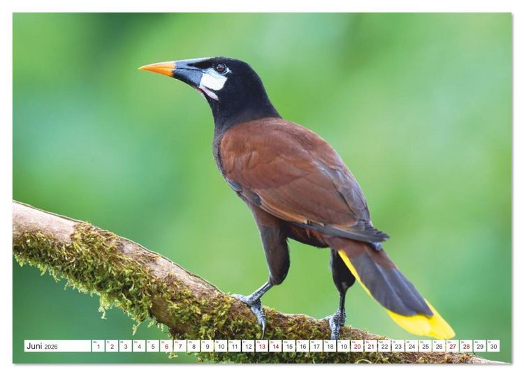 Produktbild: Costa Ricas gefiederte Pracht (Tischkalender 2026 DIN A5 quer), CALVENDO Monatskalender