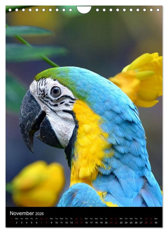 Produktbild: Fascinating parrots from all over the world (Wall Calendar 2026 DIN A4 portrait), CALVENDO 12 Month Wall Calendar