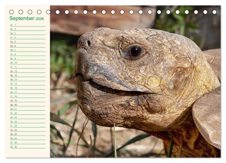Produktbild: Meine Schildkr&ouml;ten - Geburtstagskalender (Tischkalender 2026 DIN A5 quer), CALVENDO Monatskalender
