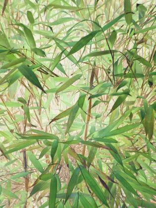Produktbild: CALVENDO Puzzle Belebender Bambus | 1000 Teile Lege-Gr&ouml;&szlig;e 64x48cm Foto-Puzzle f&uuml;r gl&uuml;ckliche Stunden