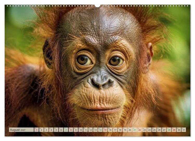 Produktbild: Babys der Wildnis (Wandkalender 2027 DIN A2 quer), CALVENDO Monatskalender